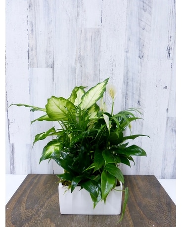 Sympathy Plants Delivery Silver Spring MD - Bell Flowers, Inc