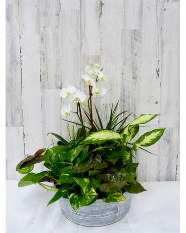 garden wall planters BOXSAND-24 (24"x50") Living Wall