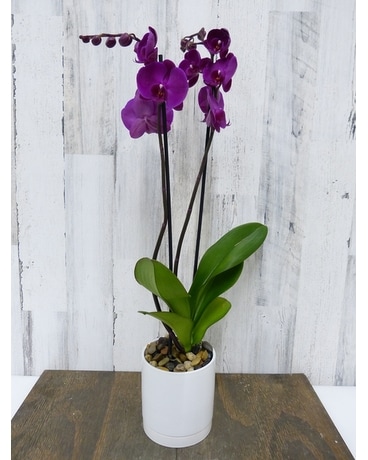 Sympathy Plants in Silver Spring, MD | Same-Day Delivery | Bell
