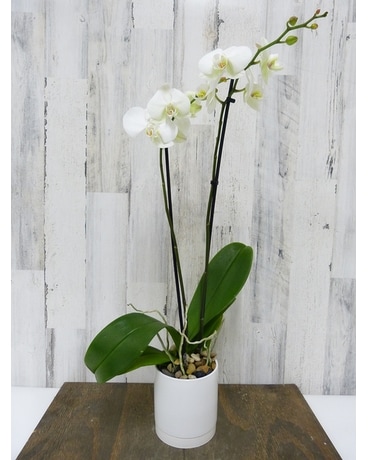 Sympathy Plants in Silver Spring, MD | Same-Day Delivery | Bell