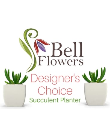 Designers Choice - Succulent Planter Plant