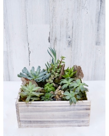 Large Woodland Succulents Plant