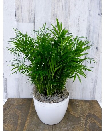 Neanthe Bella Palm in Silver Spring MD - Bell Flowers, Inc
