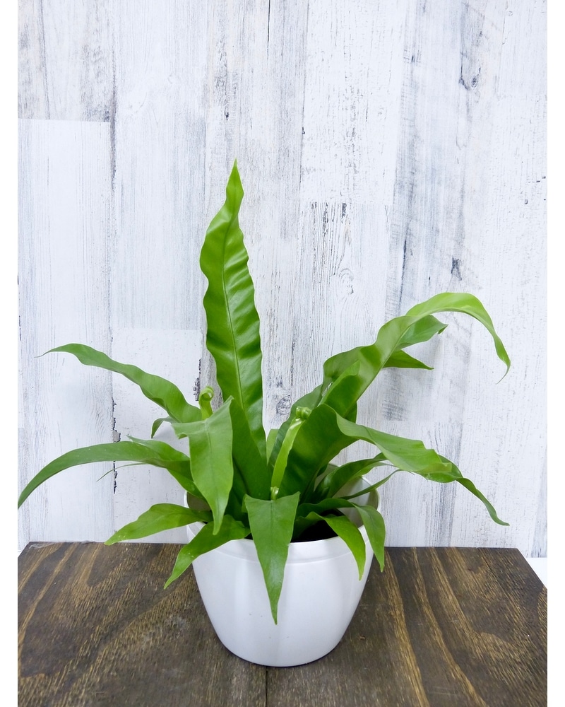 Bell Flowers Birds Nest Fern