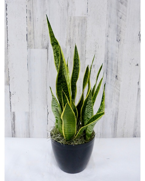 buy yucca cane Yucca Cane for Sale main image 1