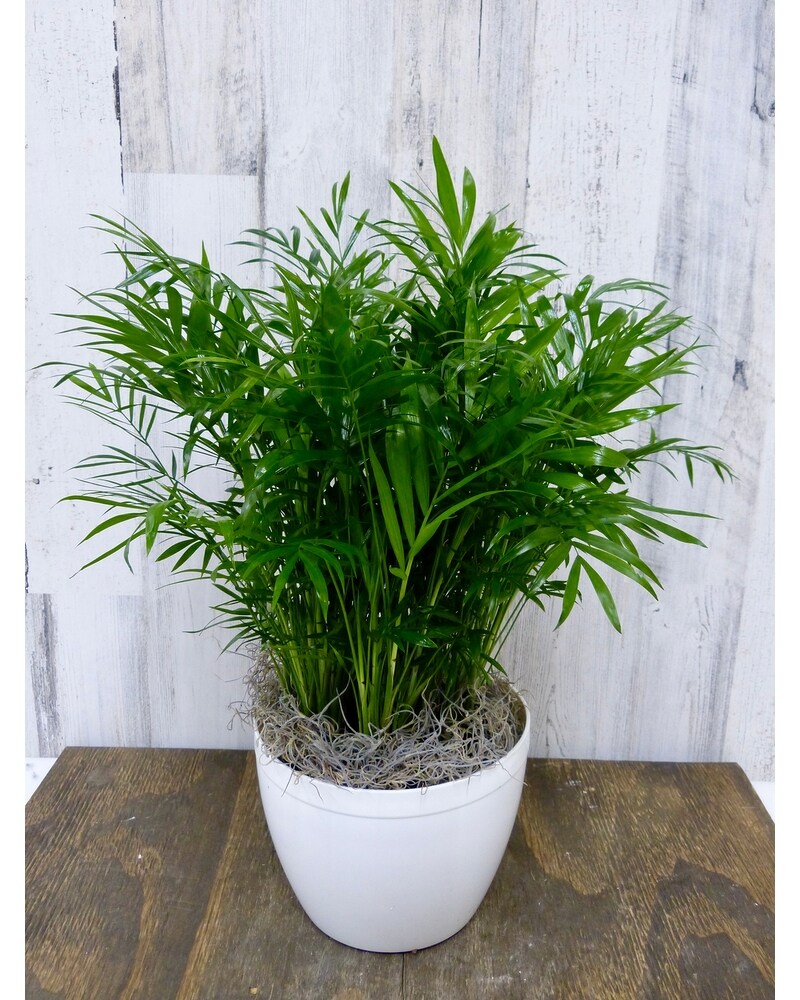 Neanthe Bella Palm