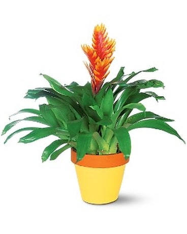 Exotic Bromeliad Flower Arrangement