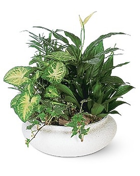Plants for delivery-Charlotte,NC Delivery Charlotte NC - Starclaire House  Of Flowers Florist