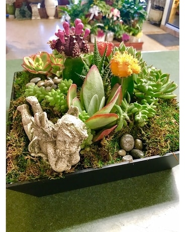 succulent paradise Plant