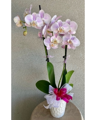 Lavender Phalaenopsis Orchid Plant Plant