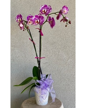 Purple Speckled Phalaenopsis Orchid Plant Plant