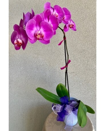 Pretty Purple Phalaenopsis Orchid Plant Plant