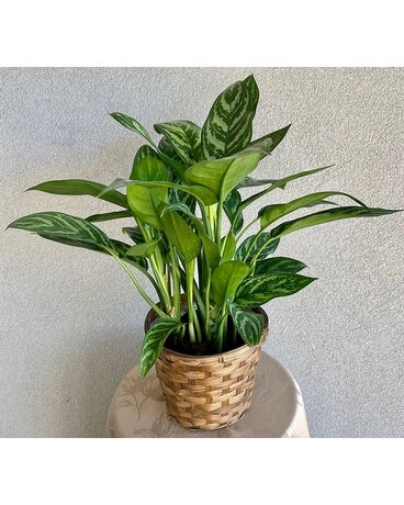 Elegant Chinese Evergreen Plant Plant