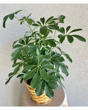 Beautiful Schefflera Plant Plant