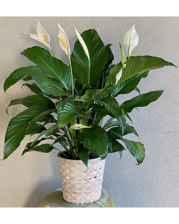 Stunning Spathiphyllum Plant Plant