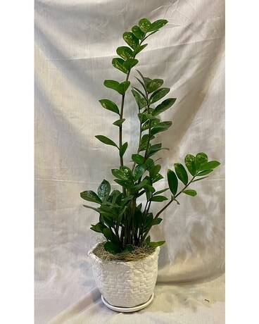 Elegant ZZ Plant in Ceramic Container Plant