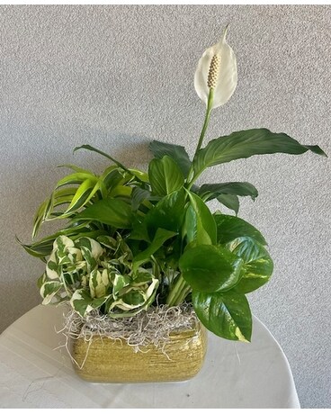 Stunning Plants in Ceramic Container Flower Arrangement