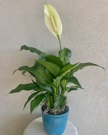 Elegant Spathiphyllum Plant Flower Arrangement