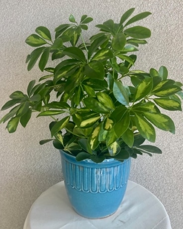 Stunning Schefellera Plant Flower Arrangement