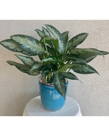 Stunning Chinese Evergreen in Ceramic Keepsake Flower Arrangement