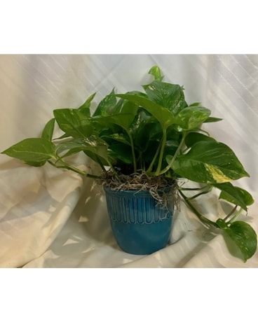 Elegant Pothos Plant in Ceramic Keepsake Flower Arrangement