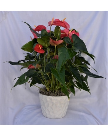 Pink Anthurium in White Ceramic Pot- Large Flower Arrangement