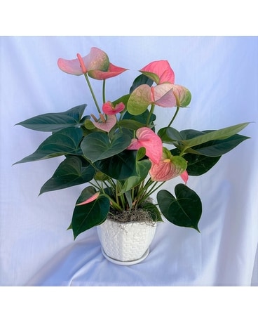 Elegant Anthurium Plant Flower Arrangement