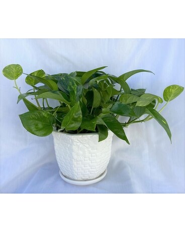 Stunning Pothos in White Ceramic Pot Flower Arrangement