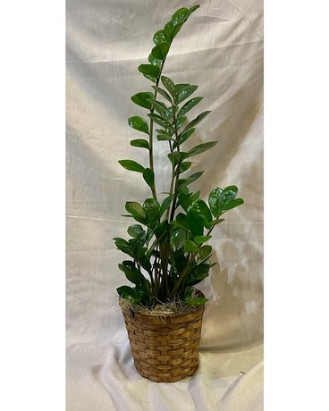 Elegant ZZ Plant Plant