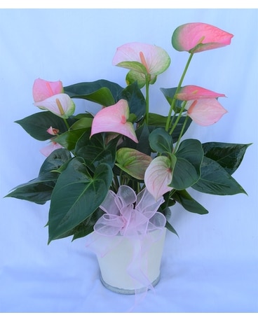 Beauitufl Pink Anthurium in Ceramic Keepsake Flower Arrangement