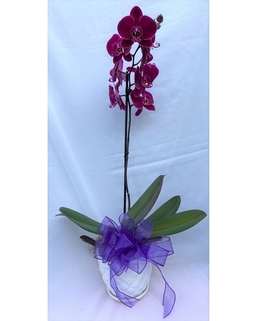 Elegant Purple Orchid Plant Flower Arrangement