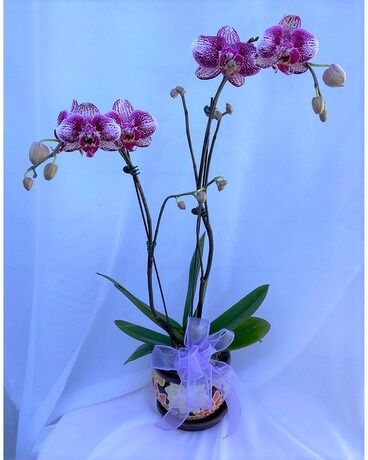 Stunning Phalaenopsis Purple Spotted Orchid Plant Flower Arrangement