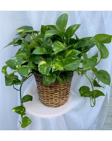 Stunning Medium Pothos Plant Plant