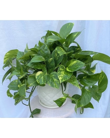 Stunning Large Pothos Plant in Ceramic Flower Arrangement