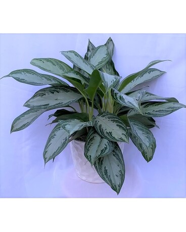 Elegant Chinese Evergreen in White Ceramic Pot Flower Arrangement
