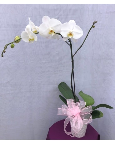 Stunning Phalaenopsis White Orchid Flower Arrangement