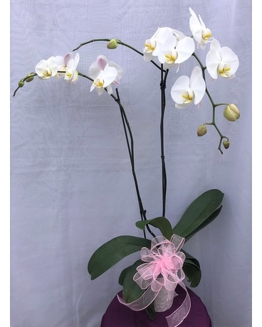 Beautiful Phalaenopsis White Orchid Flower Arrangement