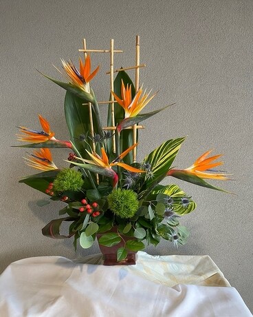 Tropical Paradise Beauty Plant