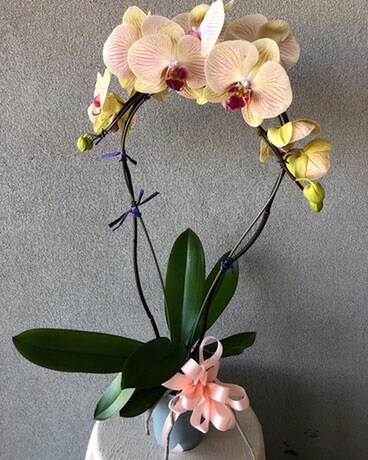 Beautiful Double Stem Orchid Flower Arrangement