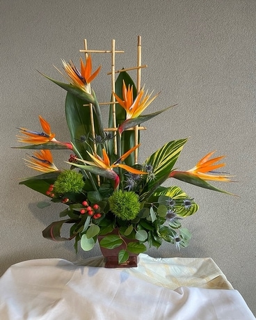 Tropical Paradise Plant