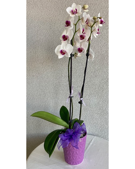 As Shown size, 28 inches height and 16 inches wide.