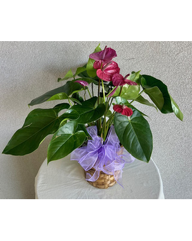 Marvelous Magenta Anthurium Plant Flower Arrangement