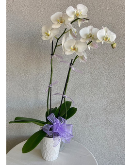 As Shown size,  inches height and  inches wide.