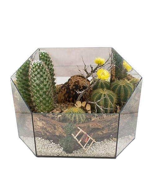 Elegant Cacti Terrarium (Medium) in Sun City AZ - Sun City Florists