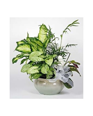 Peaceful Thoughts Dish Garden Plant