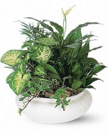 Medium Dish Garden Dish Garden Plant