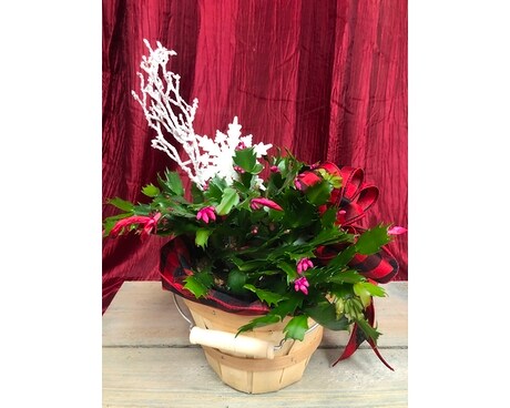 Christmas Cactus Plant