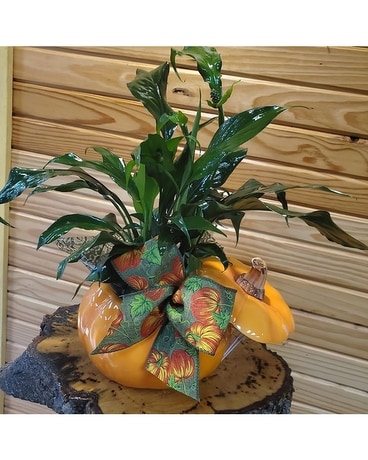 Pumpkinplanter Plant