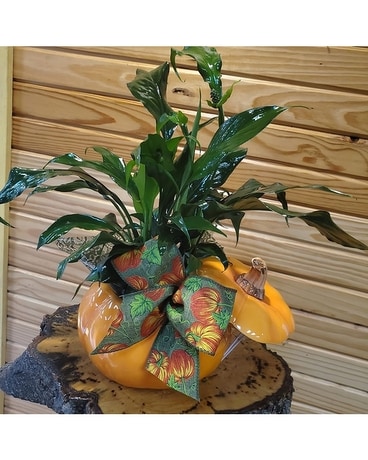 Pumpkinplanter Plant