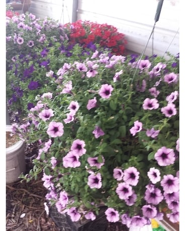 Blooming Hanging Basket Plant